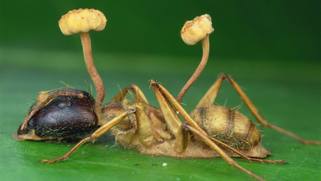 Watch This Mind-Controlling Fungus, Can Be The Start Of A Zombie ...